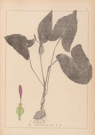 Louis Antoine Cusin - Herbier de la flore franaise Pl1106.webp