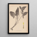 Herbier de la flore française Pl1107 - Louis Antoine Cusin — gerahmtes Bild an der Wand