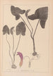 Herbier de la flore française Pl1109 - Louis Antoine Cusin — Ansicht des Kunstwerks