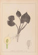Herbier de la flore française Pl1110 - Louis Antoine Cusin — Ansicht des Kunstwerks