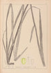 Herbier de la flore française Pl1111 - Louis Antoine Cusin — Ansicht des Kunstwerks
