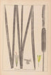 Herbier de la flore française Pl1112 - Louis Antoine Cusin — Ansicht des Kunstwerks