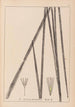 Herbier de la flore française Pl1113 - Louis Antoine Cusin — Ansicht des Kunstwerks