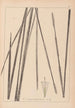 Herbier de la flore française Pl1114 - Louis Antoine Cusin — Ansicht des Kunstwerks