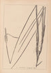 Herbier de la flore française Pl1115 - Louis Antoine Cusin — Ansicht des Kunstwerks