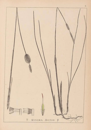 Louis Antoine Cusin - Herbier de la flore franaise Pl1116.webp