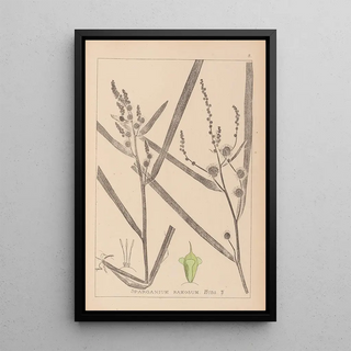 Louis Antoine Cusin - Herbier de la flore franaise Pl1118.webp