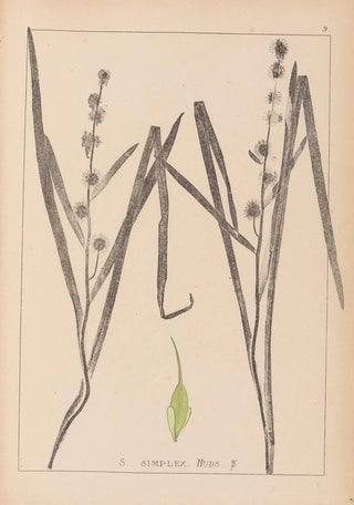 Louis Antoine Cusin - Herbier de la flore franaise Pl1119.webp
