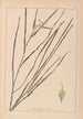 Herbier de la flore française Pl1120 - Louis Antoine Cusin — Ansicht des Kunstwerks