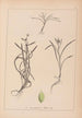 Herbier de la flore française Pl1121 - Louis Antoine Cusin — Ansicht des Kunstwerks