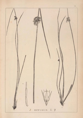 Louis Antoine Cusin - Herbier de la flore franaise Pl1123.webp
