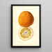 Citrus grandis Alamoen - Louis Charles Christopher Krieger — gerahmtes Bild an der Wand