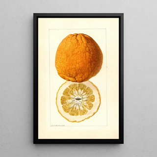 Louis Charles Christopher Krieger - Citrus grandis Alamoen.webp