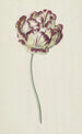 Tulpe - Louis Moritz — Ansicht des Kunstwerks
