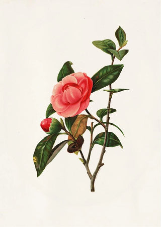 Louis Prang - Camellia.webp