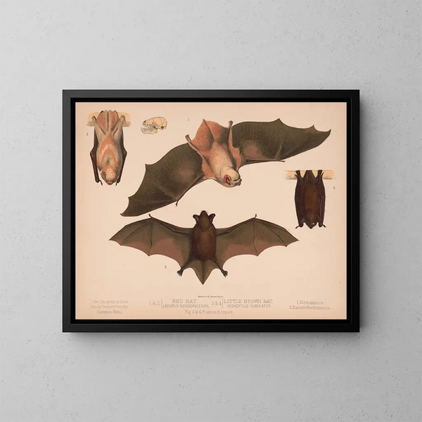 1 2 Rote Fledermaus Lasiurus noveboracensis 3 4 Kleine braune Fledermaus Vespertillo subulatus - Louis Prang Co — gerahmtes Bild an der Wand