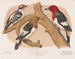 Pic chevelu rouge 1 Erwachsene 2 Jugendliche 3 Rothaariger männlicher Kopf - Louis Prang Co — Ansicht des Kunstwerks