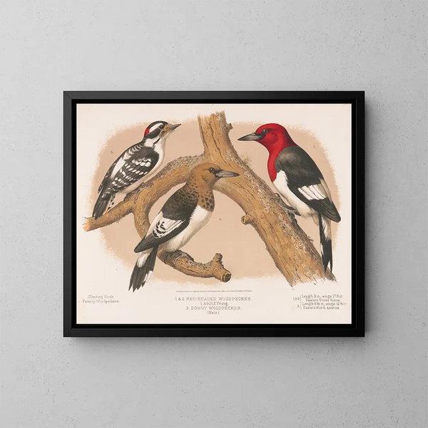 Pic chevelu rouge 1 Erwachsene 2 Jugendliche 3 Rothaariger männlicher Kopf - Louis Prang Co — gerahmtes Bild an der Wand