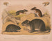 springende Maus Maus mit weißen Pfoten Feldmaus Braunrat - Louis Prang Co — Ansicht des Kunstwerks