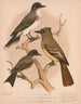 Ein Königsvogel, ein Moucherolle à crête, ein Moucherolle pewee oder phbe - Louis Prang Co — Ansicht des Kunstwerks