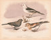 Schneevogel - Louis Prang Co — Ansicht des Kunstwerks