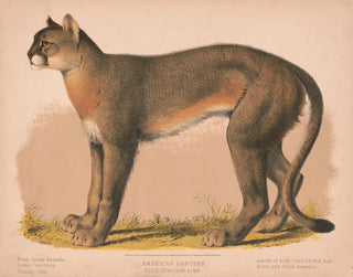 Panthère américaine Felis concolor linn - Louis Prang Co — Ansicht des Kunstwerks