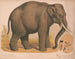 Asiatischer Elefant Elephas indicus - Louis Prang Co — Ansicht des Kunstwerks