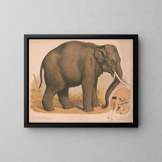 Louis Prang  Co - Asiatic elephant  Elephas indicus cuv.webp