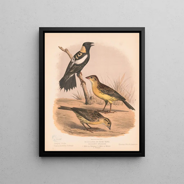 Louis Prang Co - Bobolink or Ricebird Dolichonyx oryzivora 1 Male in summer 2 Male in winter 3 Female.webp