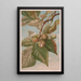 Caryer balai ou caryer porcin Carya porcina - Louis Prang Co — gerahmtes Bild an der Wand