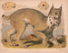 Lynx du Canada - Louis Prang Co — Ansicht des Kunstwerks