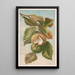 Esskastanie Castanea vulgaris var. Americana - Louis Prang Co — gerahmtes Bild an der Wand