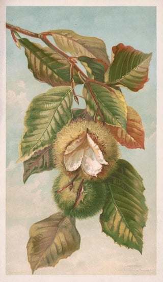 Louis Prang Co - Chestnut Castanea vulgaris var Americana.webp