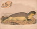 Phoque commun Phoca vitulina - Louis Prang Co — Ansicht des Kunstwerks