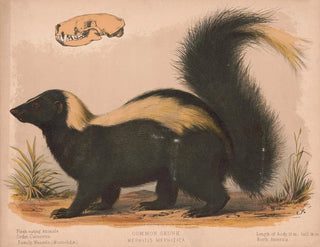 Louis Prang  Co - Common skunk  Mephitis mephitica.webp