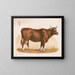 Kuh - Louis Prang Co — gerahmtes Bild an der Wand