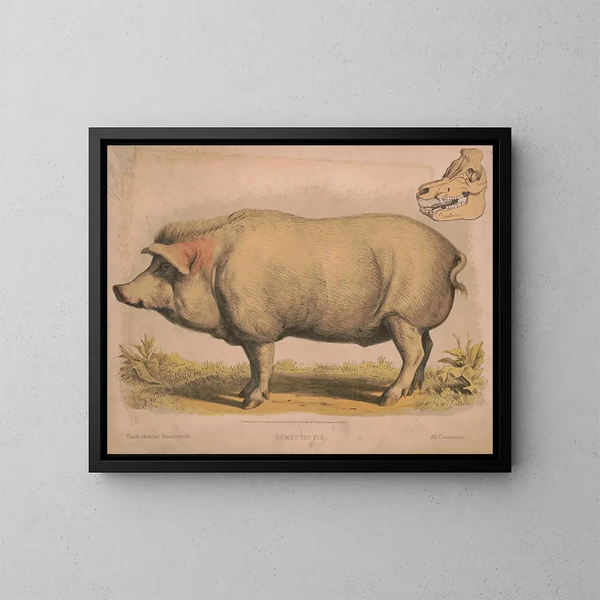Schwein domestisch - Louis Prang Co — gerahmtes Bild an der Wand