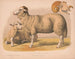 Mouton domestique - Louis Prang Co — Ansicht des Kunstwerks