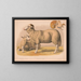 Mouton domestique - Louis Prang Co — gerahmtes Bild an der Wand
