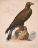 Adler - Louis Prang Co — Ansicht des Kunstwerks
