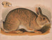 Lapin gris Lepus sylvaticus - Louis Prang Co — Ansicht des Kunstwerks