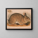 Lapin gris Lepus sylvaticus - Louis Prang Co — gerahmtes Bild an der Wand