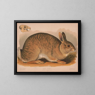 Louis Prang  Co - Gray rabbit  Lepus sylvaticus.webp