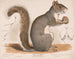 Eichhörnchen grau - Louis Prang Co — Ansicht des Kunstwerks