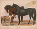Pferde 1 Rennpferd 2 Zugpferd 3 Pony - Louis Prang Co — Ansicht des Kunstwerks