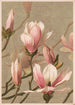 Magnolie - Louis Prang Co — Ansicht des Kunstwerks