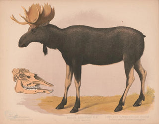 Europäisches Elan Gemälde Alces malchis - Louis Prang Co — Ansicht des Kunstwerks