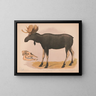 Europäisches Elan Gemälde Alces malchis - Louis Prang Co — gerahmtes Bild an der Wand