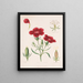 Rose et ses parties - Louis Prang Co — gerahmtes Bild an der Wand