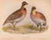 Caille ou Bobwhite Ortyx virginianus bon 1 mâle 2 femelles - Louis Prang Co — Ansicht des Kunstwerks